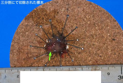 ID:10288