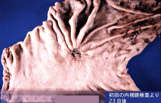 画像ID:2086