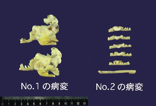 画像ID:2351
