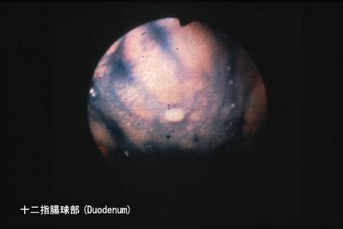 画像ID:2774