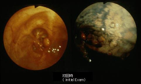 画像ID:537