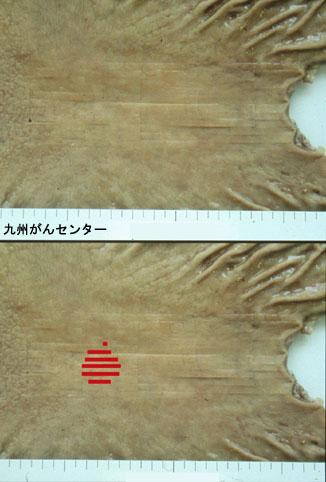 画像ID:3205