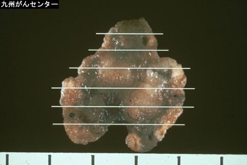 画像ID:3379