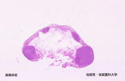 画像ID:3727