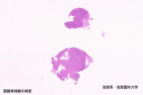 画像ID:3729