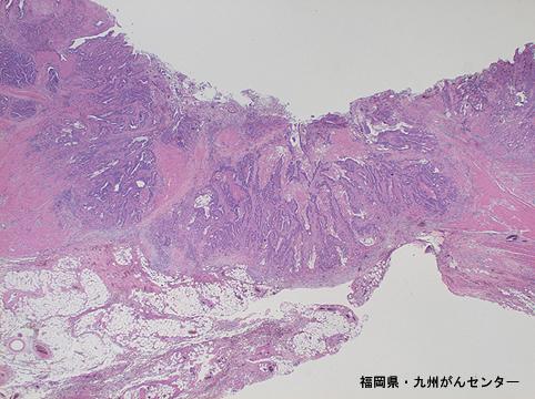 画像ID:4246