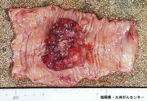 画像ID:4262
