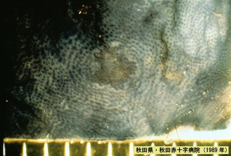 画像ID:4388