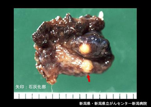 画像ID:4548