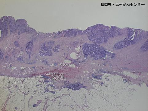 画像ID:4656