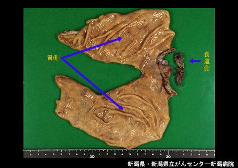 画像ID:4671