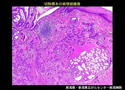 画像ID:4674