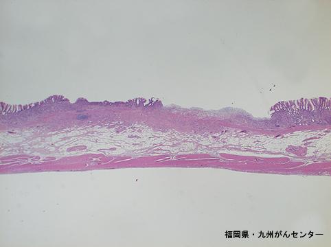 画像ID:4733