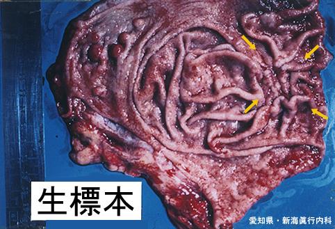 画像ID:4754