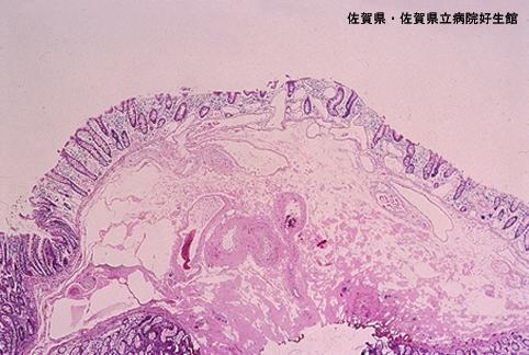 画像ID:4771
