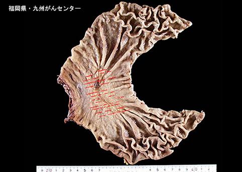 画像ID:4812