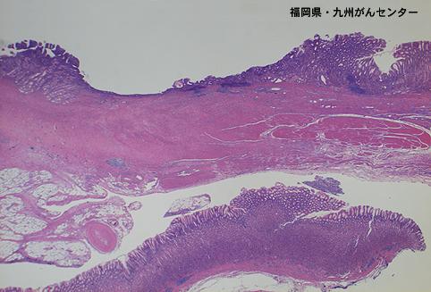 画像ID:4816