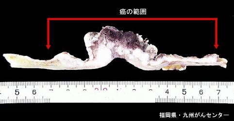 画像ID:4845