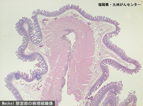 画像ID:4855