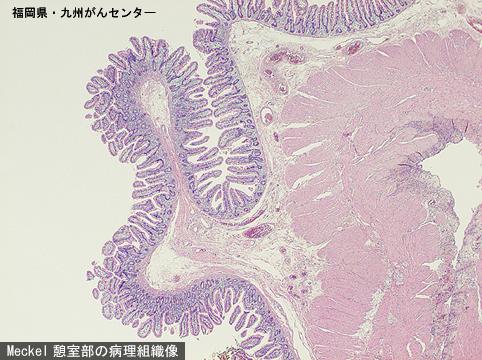 画像ID:4856