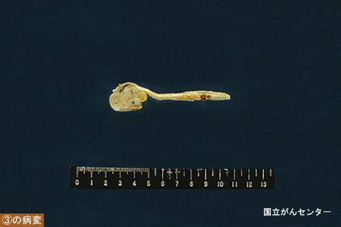画像ID:4898