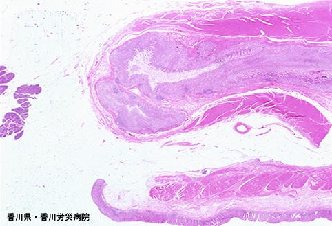 画像ID:5053
