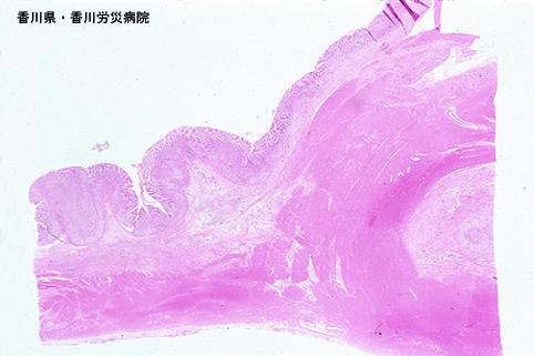 画像ID:5054