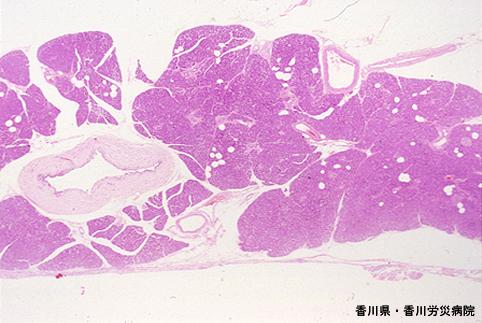 画像ID:5055