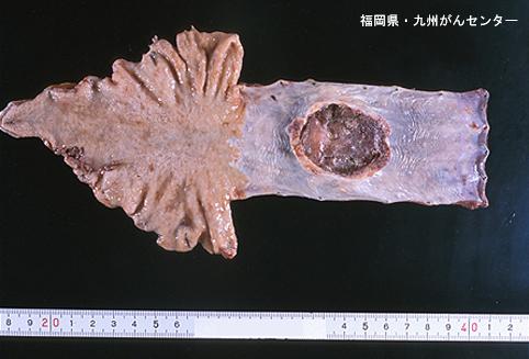 画像ID:5197