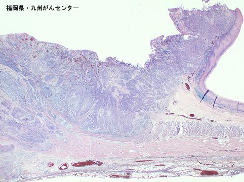画像ID:5199