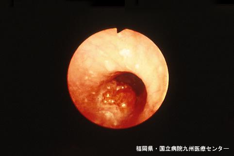 画像ID:5206