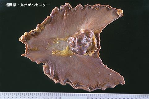 画像ID:5252