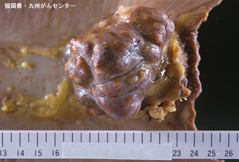 画像ID:5253