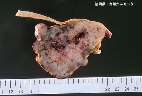画像ID:5254
