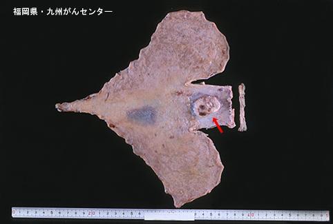 画像ID:5286