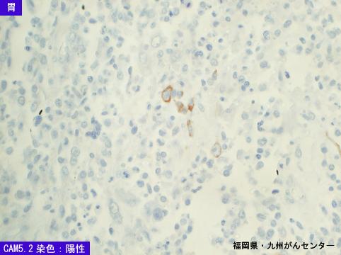 画像ID:5447