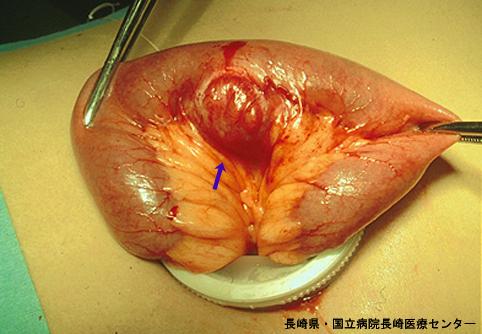 画像ID:5490
