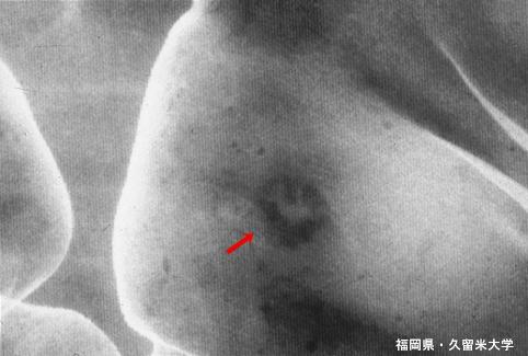 画像ID:5523