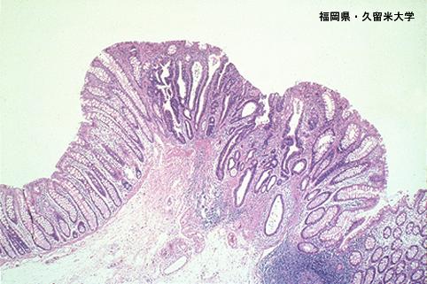 画像ID:5530