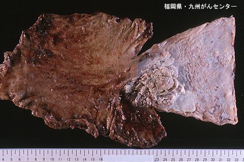 画像ID:5872