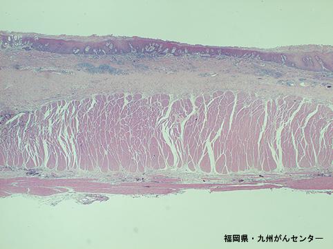 画像ID:5881