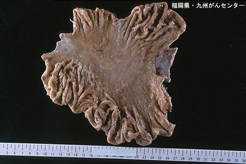 画像ID:5902