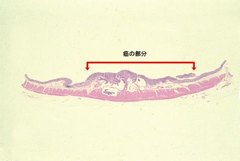 画像ID:5935