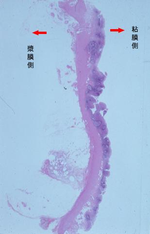 画像ID:5959