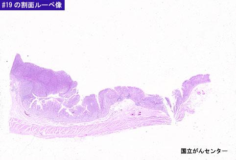 画像ID:6113