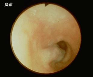 画像ID:1605