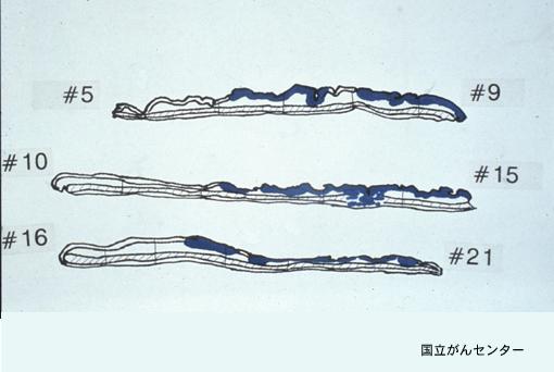 画像ID:6257