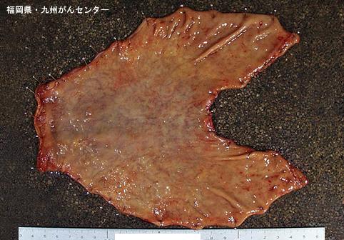 画像ID:6547