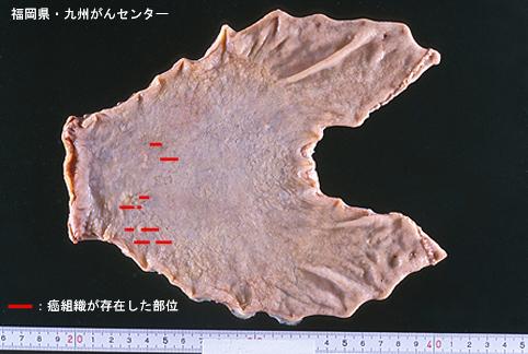 画像ID:6550