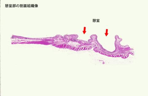 画像ID:6767